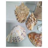 Seashell Assortment #2