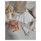Seashell Assortment #2