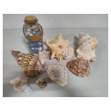 Seashell Assortment #3