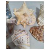 Seashell Assortment #3