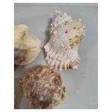 Seashell Assortment #3