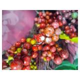 Berry & Floral Wreaths w/Wreath Box Storage Containers