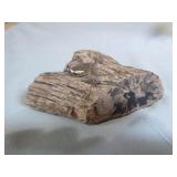 Piece of Petrified Wood
