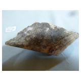 Piece of Petrified Wood