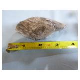 Piece of Petrified Wood