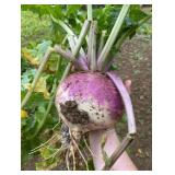 NEW Hit List Purple Top Turnips Seed for 1 Acre Seed Plot Coverage - 6 lb Bag