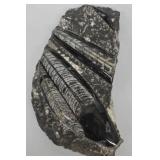 MP - Set of Four Orthoceras Fossil Specimens