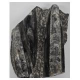 MP - Set of Four Orthoceras Fossil Specimens