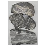 MP - Set of Four Orthoceras Fossil Specimens