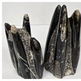 Marble Towers With Orthocerous Fossils