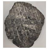 MP - Orthoseras Fossils Marble Slab - 8.5 x 9.5 in Natural Display Piece