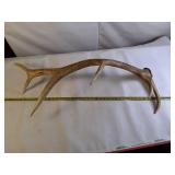 Bull Elk Collectible shed antler - large