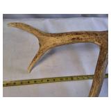 Bull Elk Collectible shed antler - large