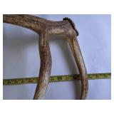 Bull Elk Collectible shed antler - large