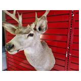 Taxidermy Shoulder mount of a Deer