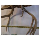 Taxidermy Shoulder mount of a Deer