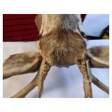 Taxidermy Shoulder mount of a Deer