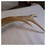 Large Single bull elk shed antler.
