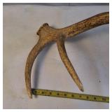 Single elk antler shed (Large)