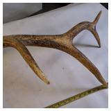 Single elk antler shed (Large)