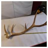Single elk antler shed (Large)