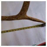 Single elk antler shed (Large)