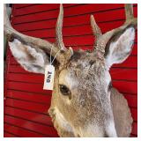 Whitetail deer shoulder taxidermy mount, featuring a rack measuring approximately 19 inches across its widest part