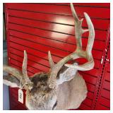 Whitetail deer shoulder taxidermy mount, featuring a rack measuring approximately 19 inches across its widest part