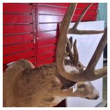 Whitetail deer shoulder taxidermy mount, featuring a rack measuring approximately 19 inches across its widest part