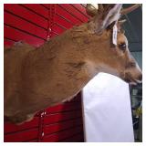 Whitetail deer shoulder taxidermy mount, featuring a rack measuring approximately 19 inches across its widest part