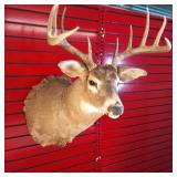 Nice taxidermy shoulder mount of a male White-tailed deer
