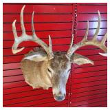 Nice taxidermy shoulder mount of a male White-tailed deer