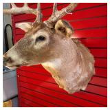 Nice taxidermy shoulder mount of a male White-tailed deer