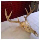 Taxidermy European mount featuring a white-tailed deer skull and antlers, commonly used as home decor.
