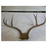 Deer Antlers and Shooting Mat
