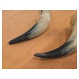 Lot of (2) Polished Finish Cow / Steer Horns