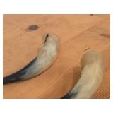 Lot of (2) Polished Finish Cow / Steer Horns