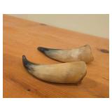 Lot of (2) Polished Finish Cow / Steer Horns
