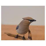 Cedar Waxwing Perched on a Branch theme by Paul Thompson (8/91) ##29 Hand Carved Figurine