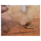 Taxidermy Duckling by Golden Leaf (Shanghai China)