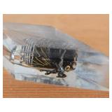 Real Cicada Specimen Preserved in Clear Resin in the Shape of a Diamond