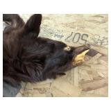 Bear skin