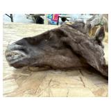 Moose skin