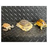 Quarry Critters Trick & Treat Turtle Figurines - Second Nature Design, Assorted Resin Miniatures