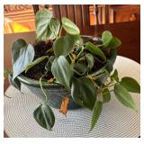 DR - Live Plant in 4-Inch Pot - Trailing Houseplant