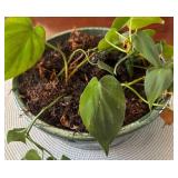 DR - Live Plant in 4-Inch Pot - Trailing Houseplant
