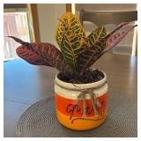 K - Croton Petra Variegated Live Plant