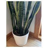 FE - Sansevieria Trifasciata Laurentii - Variegated Snake Plant