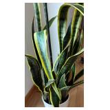 FE - Live Plant - Variegated Leaves in White Pot