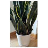 FE - Live Plant - Variegated Leaves in White Pot